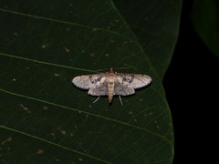 Syllepte abyssalis