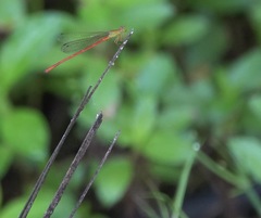 Ceriagrion lieftincki