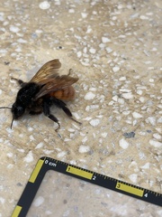 Bombus bicoloratus