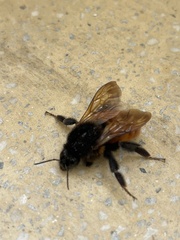 Bombus bicoloratus