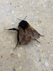Bombus bicoloratus