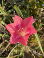 Gladiolus carmineus