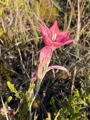 Gladiolus carmineus