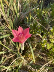 Gladiolus carmineus