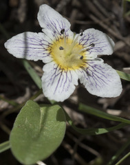 Hesperochiron pumilus