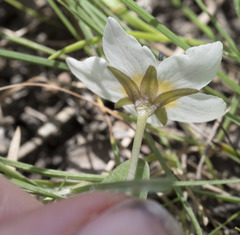 Hesperochiron pumilus