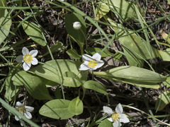 Hesperochiron pumilus