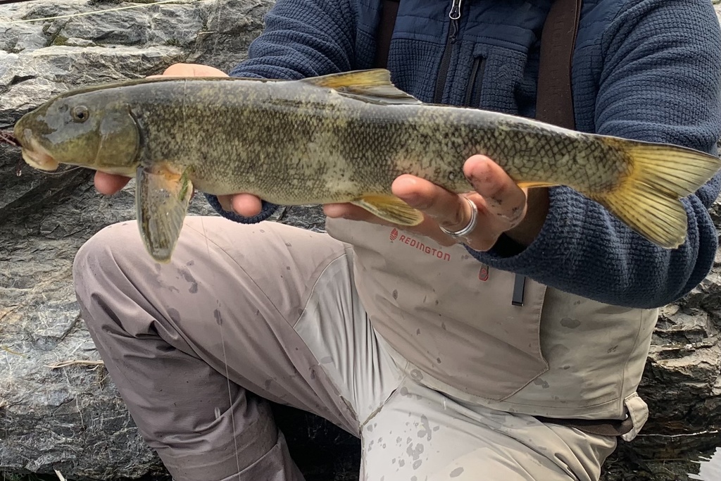 Jenny Creek sucker (Catostomus rimiculus) — Catostomidae