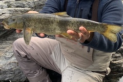 Catostomus rimiculus