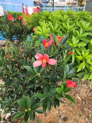 Camellia azalea