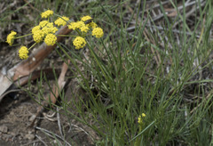 Lomatium triternatum