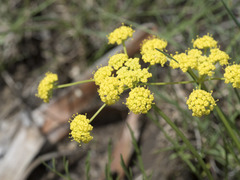 Lomatium triternatum