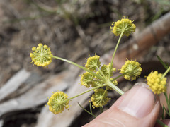 Lomatium triternatum