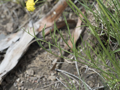 Lomatium triternatum