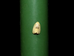 Trischalis stomata
