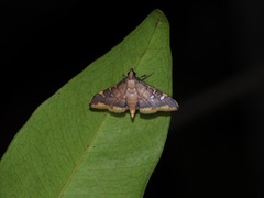 Prophantis