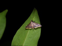 Prophantis