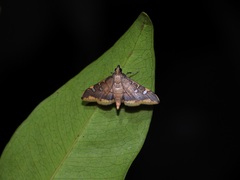 Prophantis