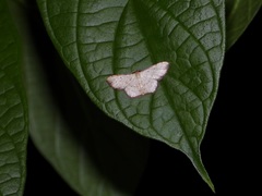 Idaea craspedota