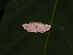 Achrosis fulvifusa