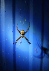 Argiope pulchella