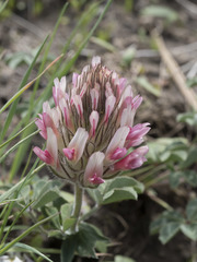 Trifolium macrocephalum