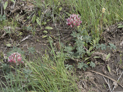 Trifolium macrocephalum