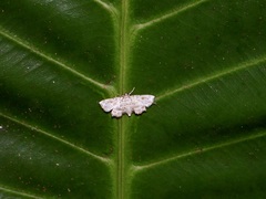 Lygomusotima