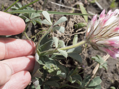 Trifolium macrocephalum