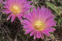 Coryphantha macromeris