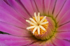 Coryphantha macromeris