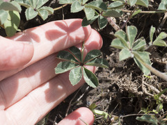 Trifolium macrocephalum