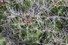 Coryphantha macromeris