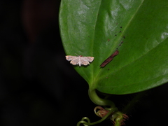 Lygomusotima