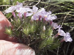 Phlox hoodii canescens