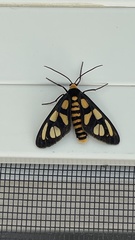 Amata trigonophora