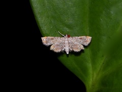 Lygomusotima