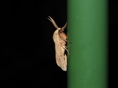 Spilosoma cervina