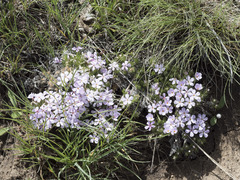 Phlox hoodii canescens