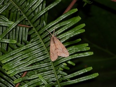 Spilosoma cervina