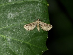 Carbia