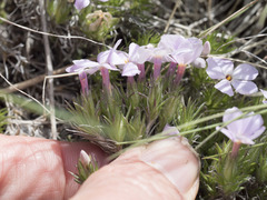 Phlox hoodii canescens