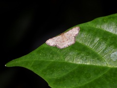 Idaea craspedota
