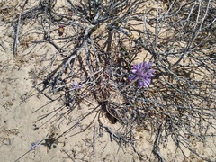 Triteleiopsis palmeri