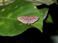 Adrapsa geometroides