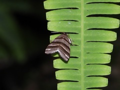 Flammona quadrifasciata