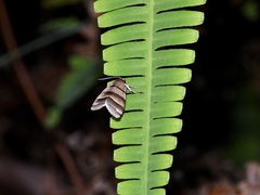 Flammona quadrifasciata