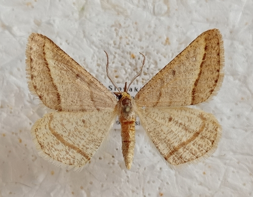 listnatka ranostajová (Isturgia arenacearia)