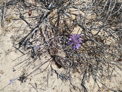 Triteleiopsis palmeri