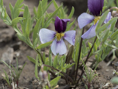 Viola beckwithii